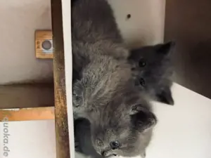 Britisch Kurzhaar Kitten   Reservierung ab sofort möglich