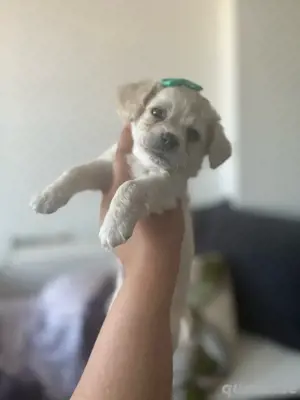 malteser bichon hündin