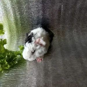 Junge Meerschweinchen wuschelig Lunkarya männlich weiblich