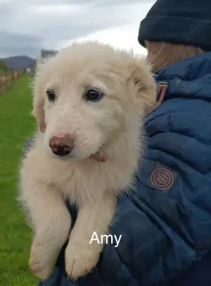 Amy, Meg, Joe und William suchen ein neues Zuhause