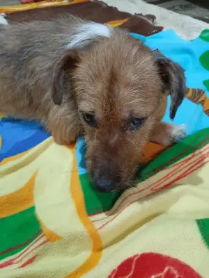 Sweety sucht ein liebevolles Zuhause