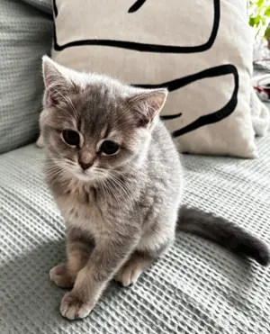 süße Katzen suchen ein neues Zuhause. Geimpft.  Bild 4