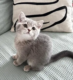 süße Katzen suchen ein neues Zuhause. Geimpft.  Bild 5