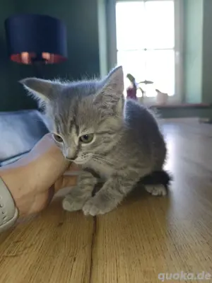 Süße Katzenbabys 