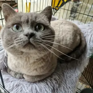 BKH Kater in blue point