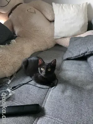 Kleiner Black Panther