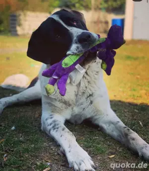 herdeschutzhund 