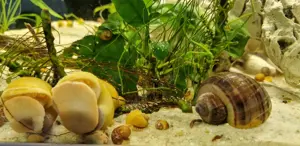 Apfelschnecken (Ampullariidae) nützliche  Apfelschnecken