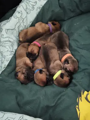 Französische Bulldogge Welpen 