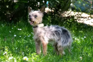 Yorki Gizmo - 15 Jahre - Mini Yorkshire Terrier - Tierhilfe Franken e.V.