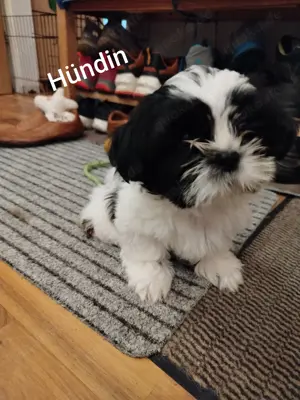 Shi-Tzu Welpen zu verkaufen  Bild 4