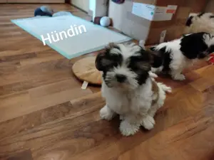 Shi-Tzu Welpen zu verkaufen  Bild 3