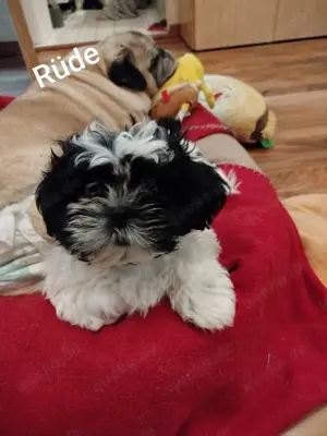 Shi-Tzu Welpen zu verkaufen  Bild 5