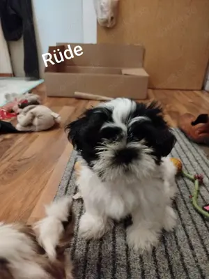 Shi-Tzu Welpen zu verkaufen  Bild 6