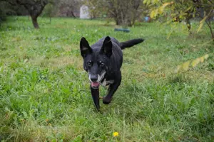 *MIKY* - der Senior sucht nochmal sein Glück Bild 3