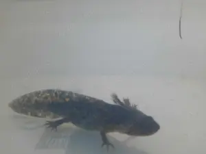 Axolotl Babys abzugeben