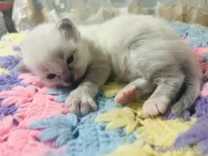 heilige birma kitten reinrassig
