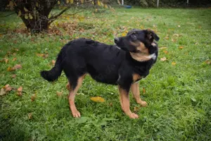 *NIA* hat sich zu einer wunderhübschen Hündin entwickelt. Sie ist aktiv, freundlich und sozial.