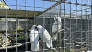 Weißhaubenkakadu Hahn und Gelbhaubenkakadu Henne 