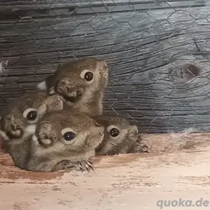 Baumstreifenhörnchen abzugeben oder im Tausch