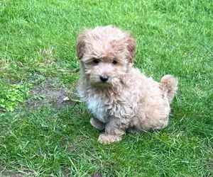Wunderschöne kleine Maltipoo Welpen, Toypudel Maltipoo 