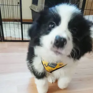 Border Collie-Welpen