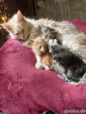 Noch 3 Maine Coon Mix Kitten Mädchen Bild 3