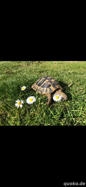 Männliche griechische Landschildkröte THB aus Freilandhaltung 6 Jahre alt - für Nachzucht 