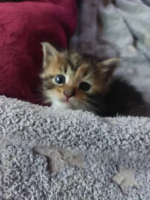 Noch 3 Maine Coon Mix Kitten Mädchen Bild 2