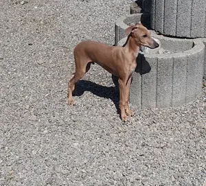 Italienisches Windspiel ... Italian Greyhound ....