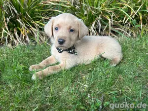 Nur noch 1 zuckersüßer Labrador Welpen (Rüde) sucht ein tolles Zuhause!