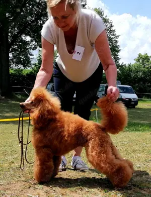 Deckrüde Zwergpudel Kleinpudel rot, vererbt auch tan, Laboklin, Intern. Champion, Best of Show u.a.  Bild 4
