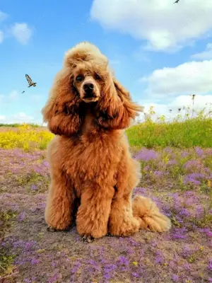 Deckrüde Zwergpudel Kleinpudel rot, vererbt auch tan, Laboklin getestet, Best of Show u. a. 