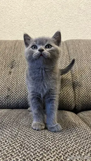 BKH Kitten 