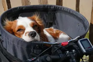 Frau mit viel Zeit sucht kleinen Hund