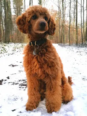 Deckrüde Zwergpudel Kleinpudel rot, vererbt auch tan, Laboklin, Intern. Champion, Best of Show u.a.  Bild 8