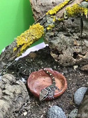 Hemidactylus sahgali  Bild 3