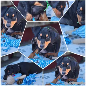 Deutsche Pinscher 