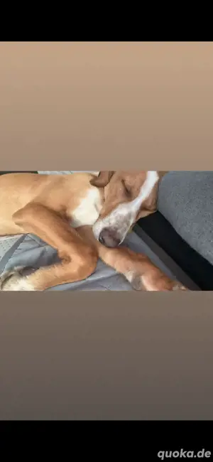 Gino sucht ein zuhause