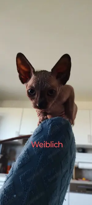 Kanadische Sphinx -kitten