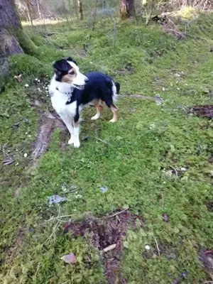 Australian Shepherd Hündin Black Tri ein liebenswerter Traumhund familienfreundlich - pflegeleicht