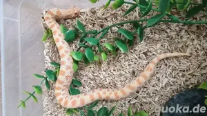 Albino Conda het. Snow (W, 06.24), Hakennasennatter, Hognose Bild 2