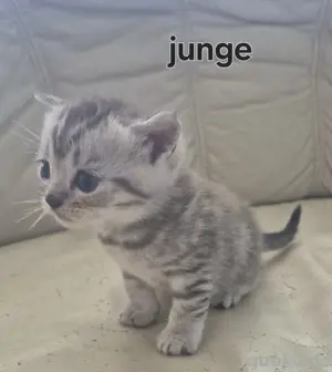 BKH Kitten  