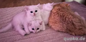 Bkh Britisch Kurzhaar Kitten mit Stammbaum