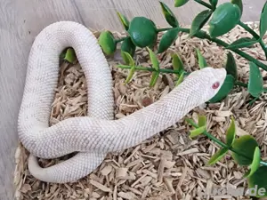 Yeti, Snow Conda (W & M, 06.24), Hakennasennatter, Hognose