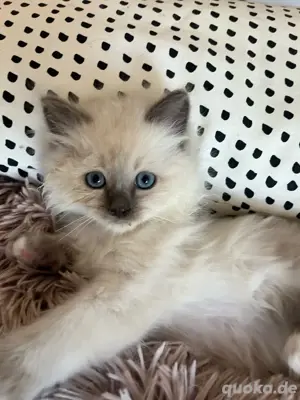 Kitten Heilige Birma