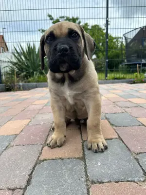 Reinrassige Presa Canario Welpen 