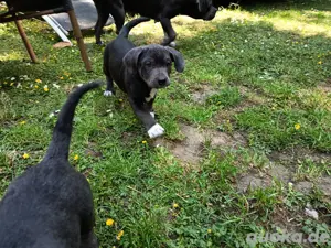 Junge verspielte Hundewelpen suchen ein Zuhause für immer.