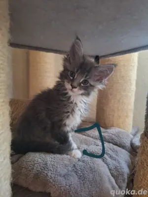 Maine coon kitten 