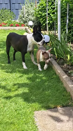 Reinrassige Boston Terrier Welpen mit Ahnentafel 